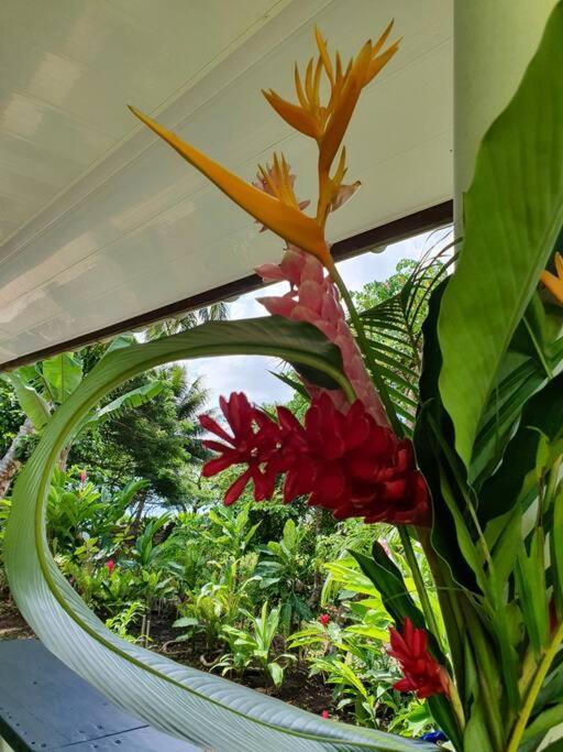Raiatea, Opoa, Studio Du Fare Reve, Acces Mer Privatif Exterior foto